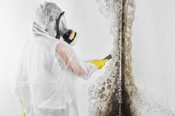 Best Local Mold Removal Service  in Starbuck, MN