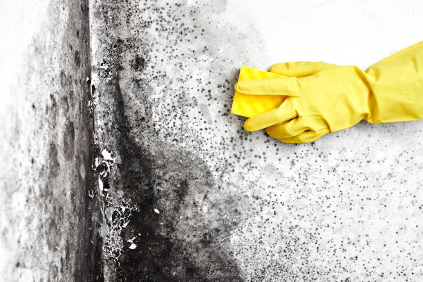 Best Mold Testing and Removal  in Starbuck, MN