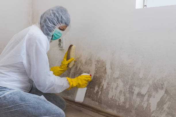 Mold Testing and Removal in Starbuck, MN