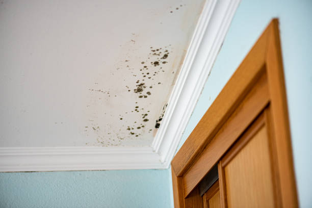 Best Residential Mold Removal  in Starbuck, MN