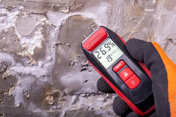 Best Home Mold Removal  in Starbuck, MN