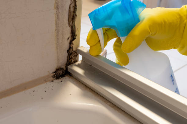Best Emergency Mold Removal  in Starbuck, MN