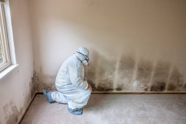 Crawl Space Mold Removal in Starbuck, MN