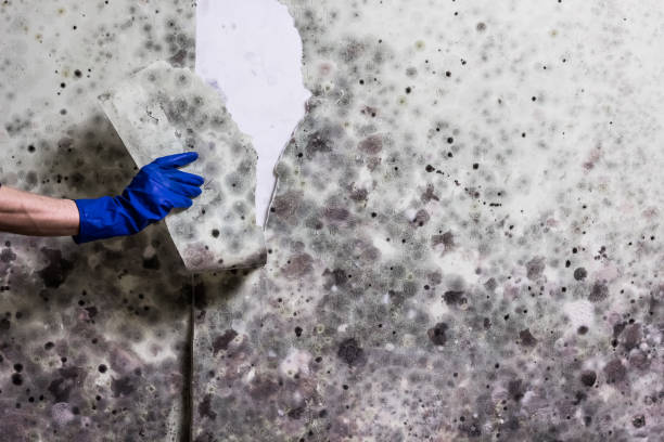 Best Mold Testing  in Starbuck, MN
