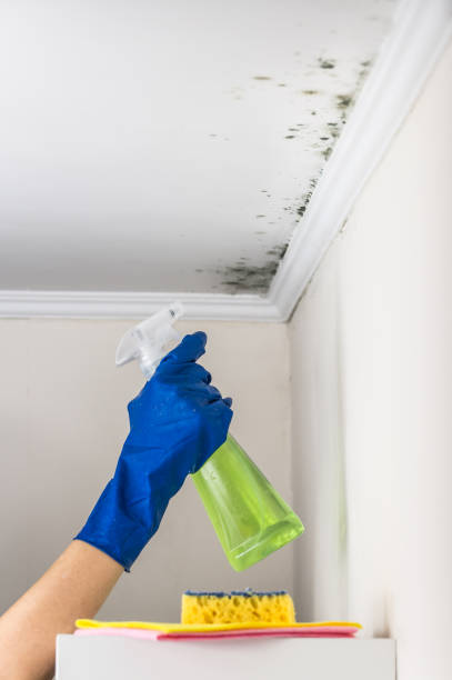 Best Fast Mold Removal  in Starbuck, MN